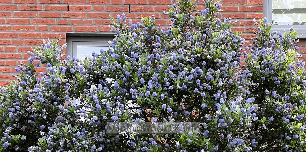 Ceanothus delilianus Gloire De Versailles 03.jpg